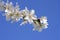 Beautiful white almond blossom