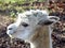 Beautiful white alpaca`s face on sunny day