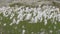 Beautiful white alpine flowers gather in a small tundra meadow.