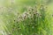 Beautiful  white alpine flowers on a steep slope