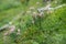 Beautiful  white alpine flowers on a steep slope