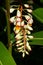 Beautiful and white Alpinia zerumbet flowers