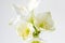 Beautiful white Amaryllis flower blossoms against a light background.