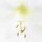 Beautiful white Amaryllis flower, large flowering Moonlight, or Luna isolated on white background. Copy space. Beautiful white mac