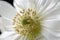 Beautiful white anemones, close up,macro, spring flowers.