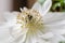 Beautiful white anemones, close up,macro, spring flowers.
