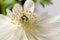 Beautiful white anemones, close up,macro, spring flowers.