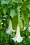 Beautiful white Angels Trumpet Brugmansia Cypress Gardens flower
