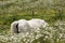 Beautiful white arabian horse grazing in a field full of daisies. Spring concept. Farm life