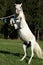 Beautiful white arabian stallion prancing