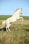 Beautiful white arabian stallion prancing