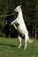 Beautiful white arabian stallion prancing