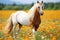 Beautiful white arabian stallion running on pasturage