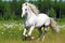 Beautiful white arabian stallion running on pasturage