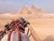 Beautiful White Arabic Horse Pulling Towards Giza Great Pyramids in Cairo Desert