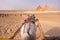 Beautiful White Arabic Horse Pulling Traditional Chariot Towards Giza Great Pyramids in Cairo Desert