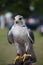 A beautiful white arctic hawk raptor bird close up