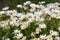 A beautiful white Argyranthemum flower in a green soil background.