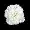 Beautiful white artifical flower isolated