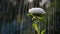 Beautiful white aster flower in summer rain