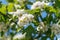 Beautiful White Azarole Flowers