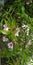 Beautiful white and baby pink flower with  branches of green leaves