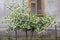 Beautiful white balls of blooming Viburnum opulus Roseum.