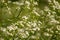 A beautiful white bedstraws blossoming in a summer meadow.