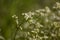 A beautiful white bedstraws blossoming in a summer meadow.