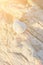 Beautiful White Beige Spiral Sea Shell on a Rock in Golden Peachy Pink Sunlight Fare. Soft Pastel Colors. Summer Vacation