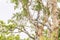 Beautiful white-bellied sea eagle on a tall tree branch in the Kakadu Park, Australia