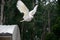 Beautiful white big cockatoo bird flying