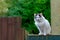 Beautiful white bigcat sitting on the fence