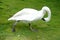 A beautiful white bird doing Yoga on the greens