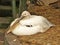 beautiful white bird, important, quiet, calm, looking into the distance, snow-white, long beak