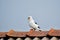 A beautiful white bird is shitting on a rooftop