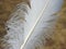 Beautiful white birds feather