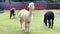 A beautiful white and black alpaca on a farm with dwarf horses walking in the background on the grass