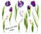 Beautiful white and black tulip set of floristic design elements. Marker drawing. Watercolor painting.