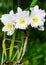 Beautiful white BLC. Phet Siam Cattleya flowers