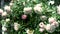 Beautiful white blooming Burnet rose bush. Windy weather. Wind moving Leaf and floweres.