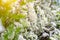 Beautiful white blooming flowering shrub Vanhoutte Spirea or Bridal Wreath Spiraea Vanhouttei flower with green leaves