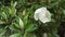 Beautiful white blooming magnolia flower and unopened bud next to a tree