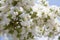 Beautiful white blooms on a tree