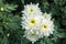 Beautiful white blossom Chrysanthemums inside green house, a popular plant of the daisy family