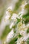 Beautiful white blossoms of alyssum in spring also known as sweet alison blooming