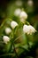 Beautiful white blossoms of spring snowflakes, close up on the ground of a forest in spring