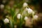 Beautiful white blossoms of spring snowflakes, close up on the ground of a forest in spring