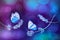 Beautiful white blue butterflies on the flowers of lavender. Summer spring natural image in blue and purple tones.