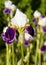 Beautiful white and blue irises. Summer flowers.